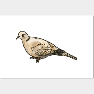 Eurasian Collared Dove Posters and Art